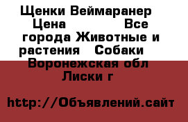 Щенки Веймаранер › Цена ­ 40 000 - Все города Животные и растения » Собаки   . Воронежская обл.,Лиски г.